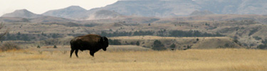 Bison Panorama